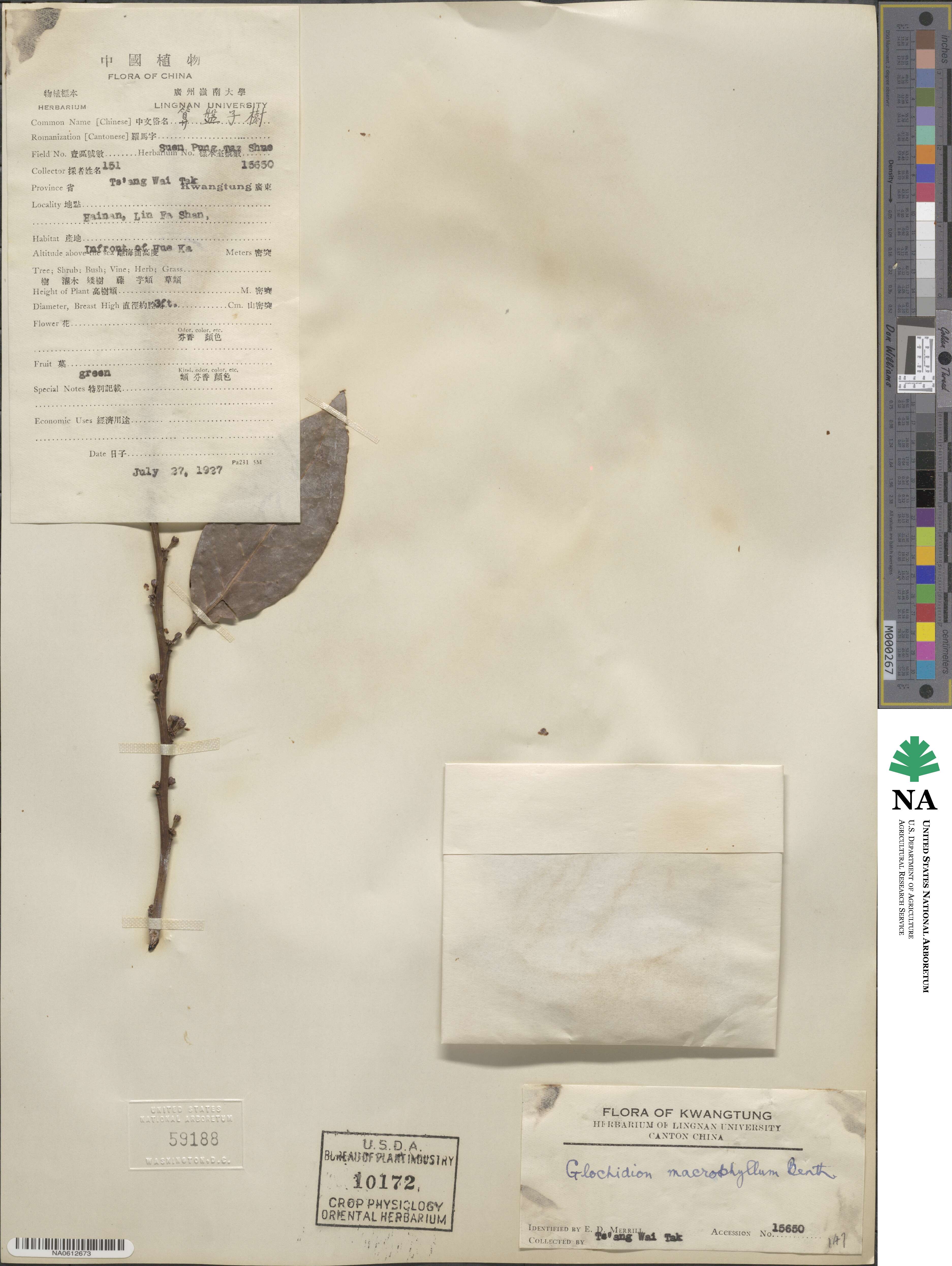 Glochidion macrophyllum image