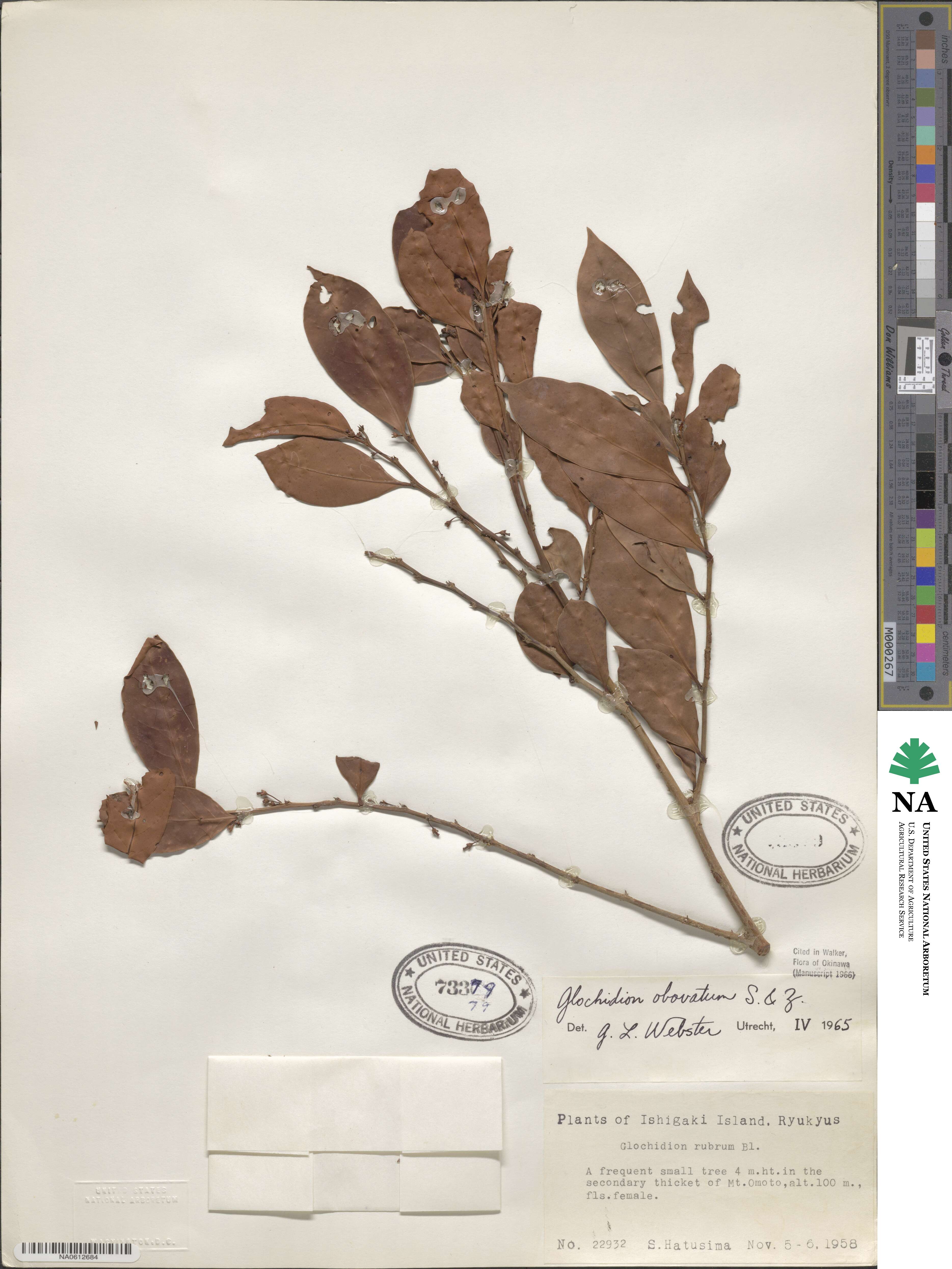 Glochidion obovatum image