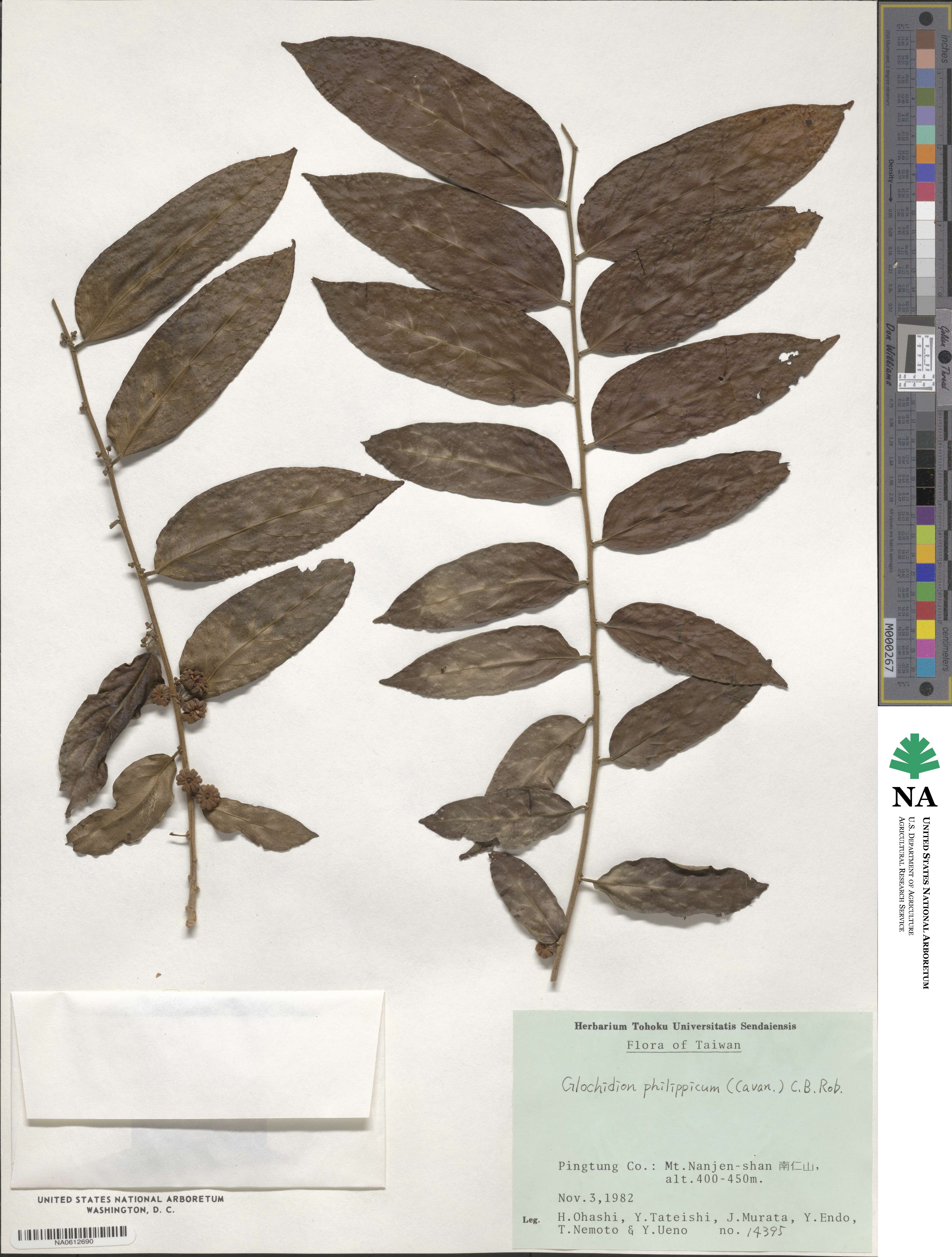 Glochidion philippicum image