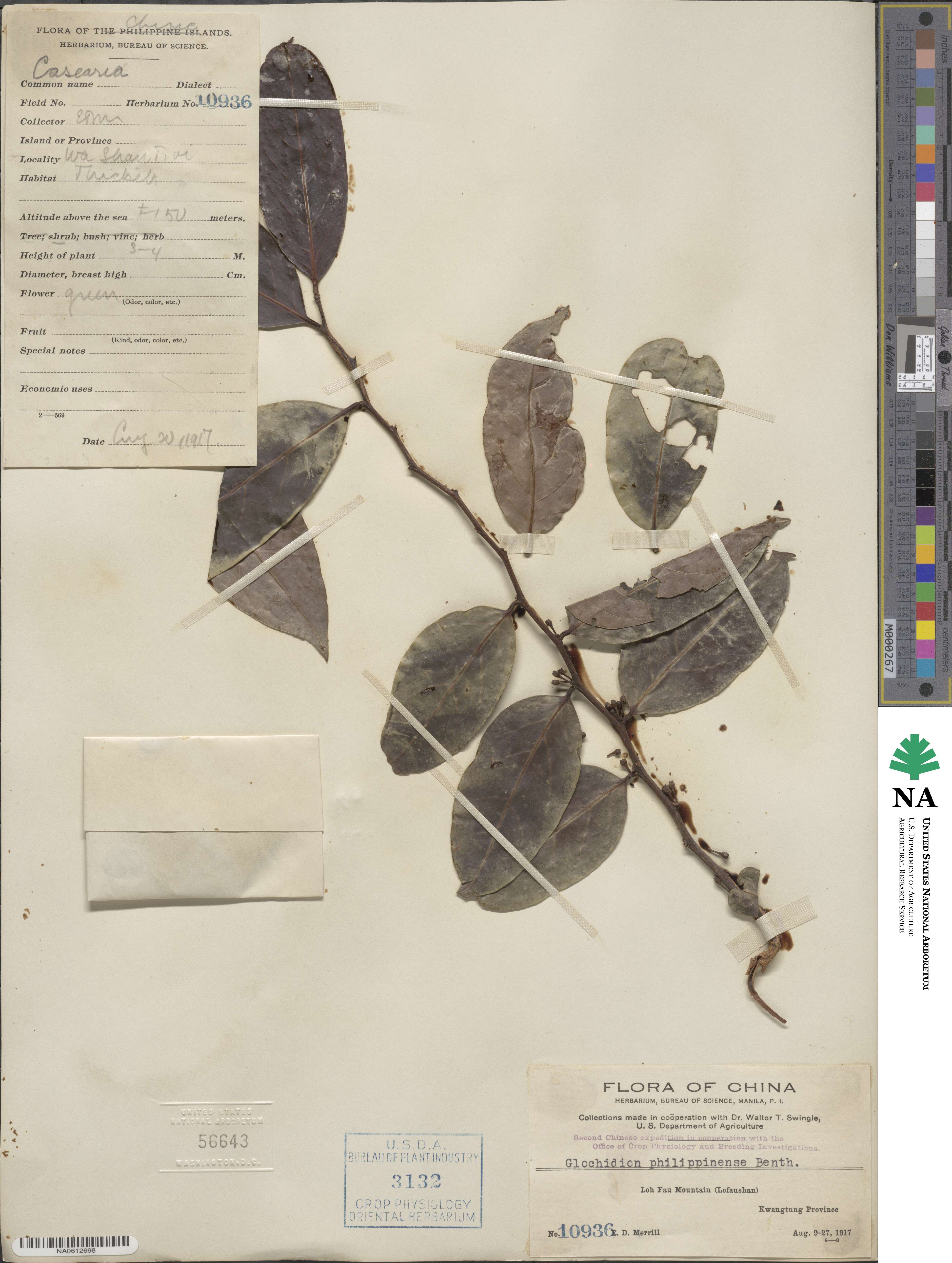 Glochidion philippicum image