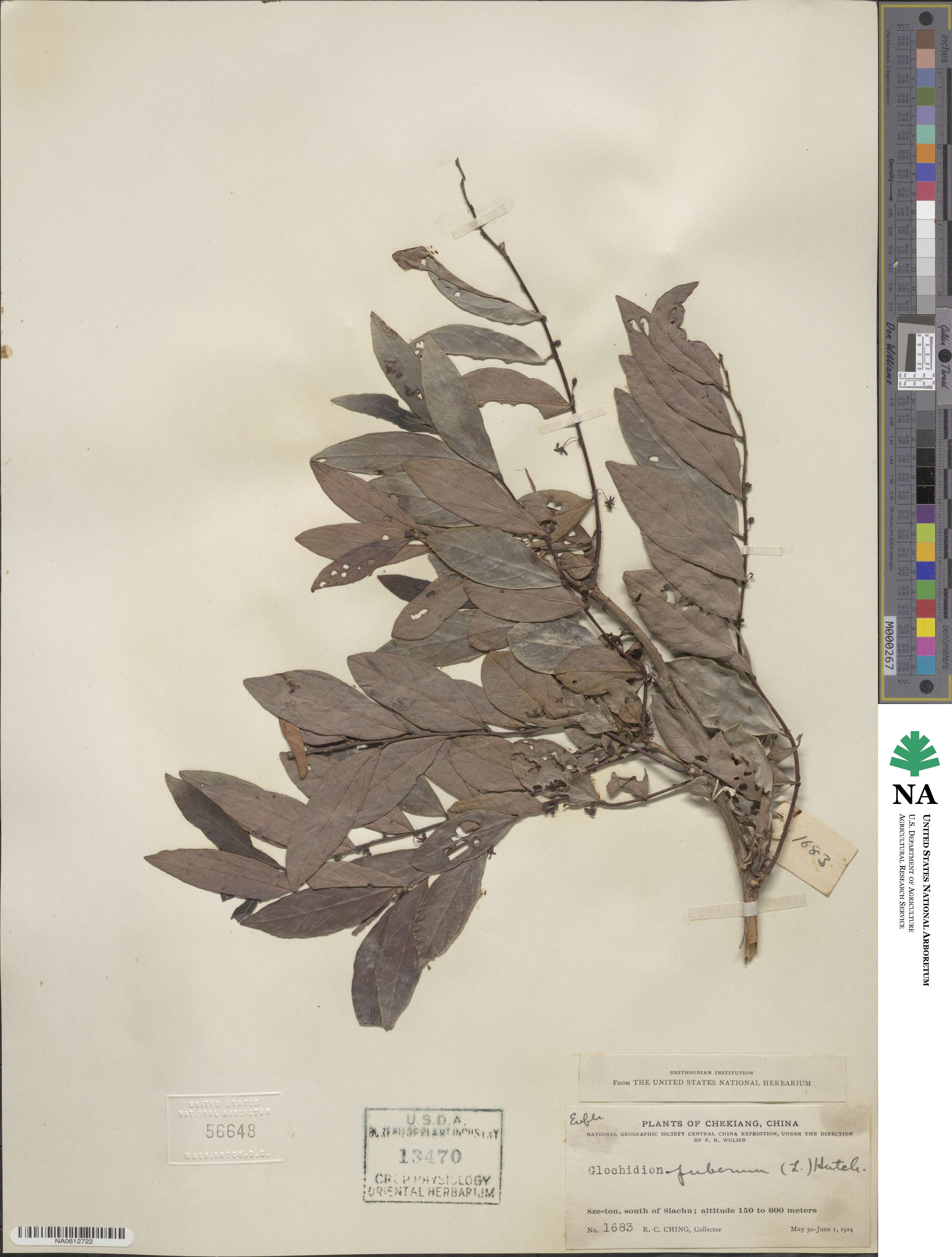 Glochidion puberum image