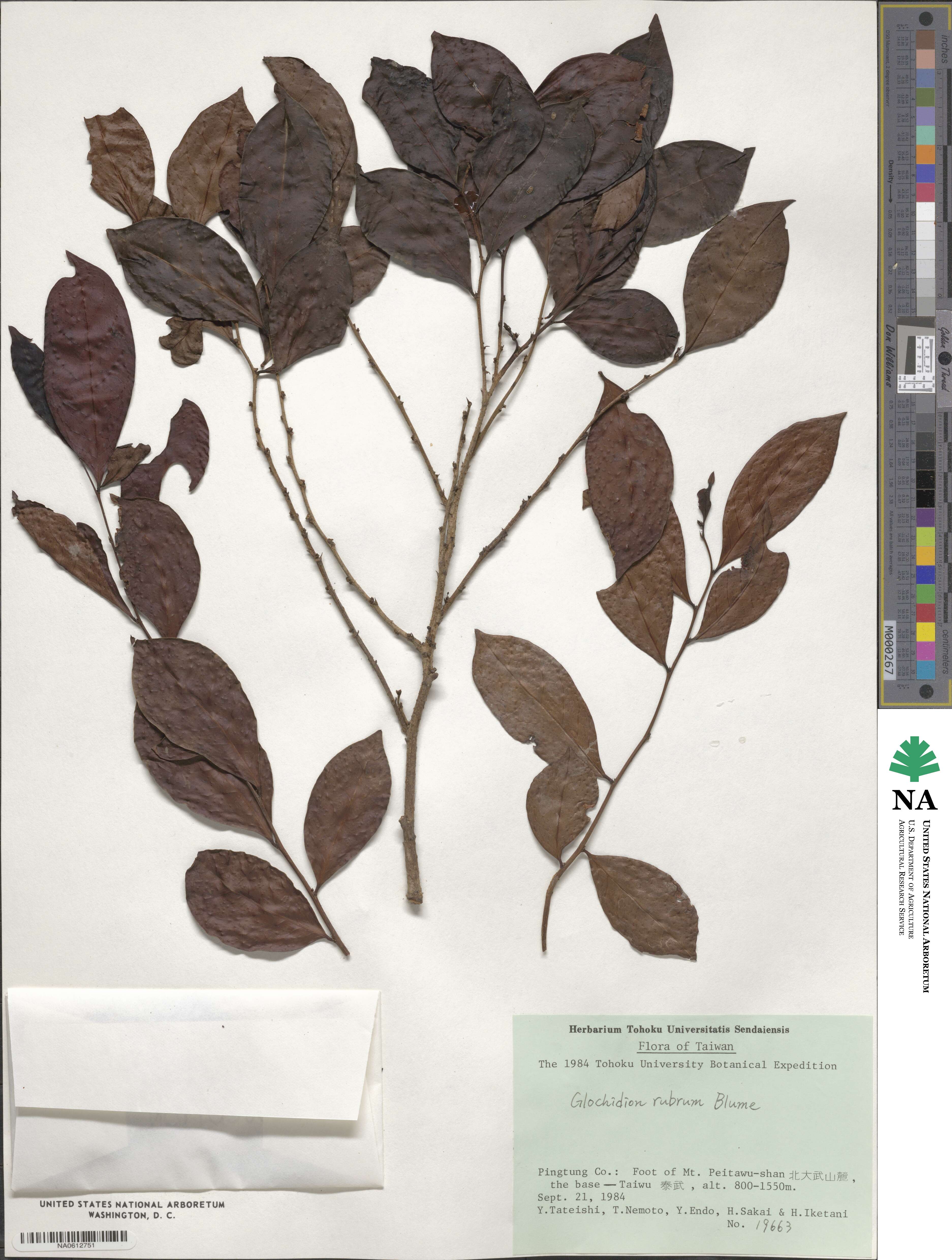 Glochidion rubrum image