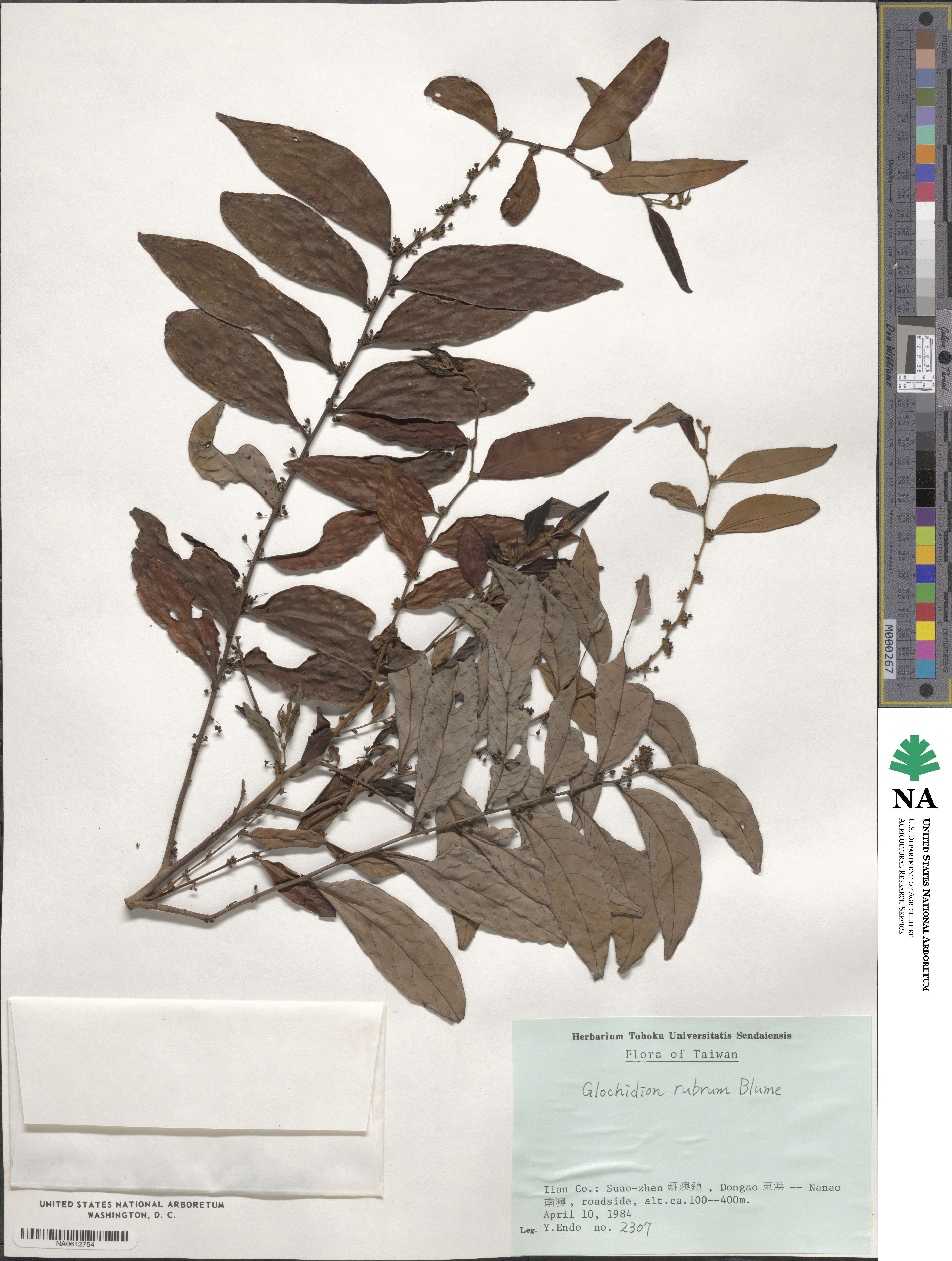 Glochidion rubrum image
