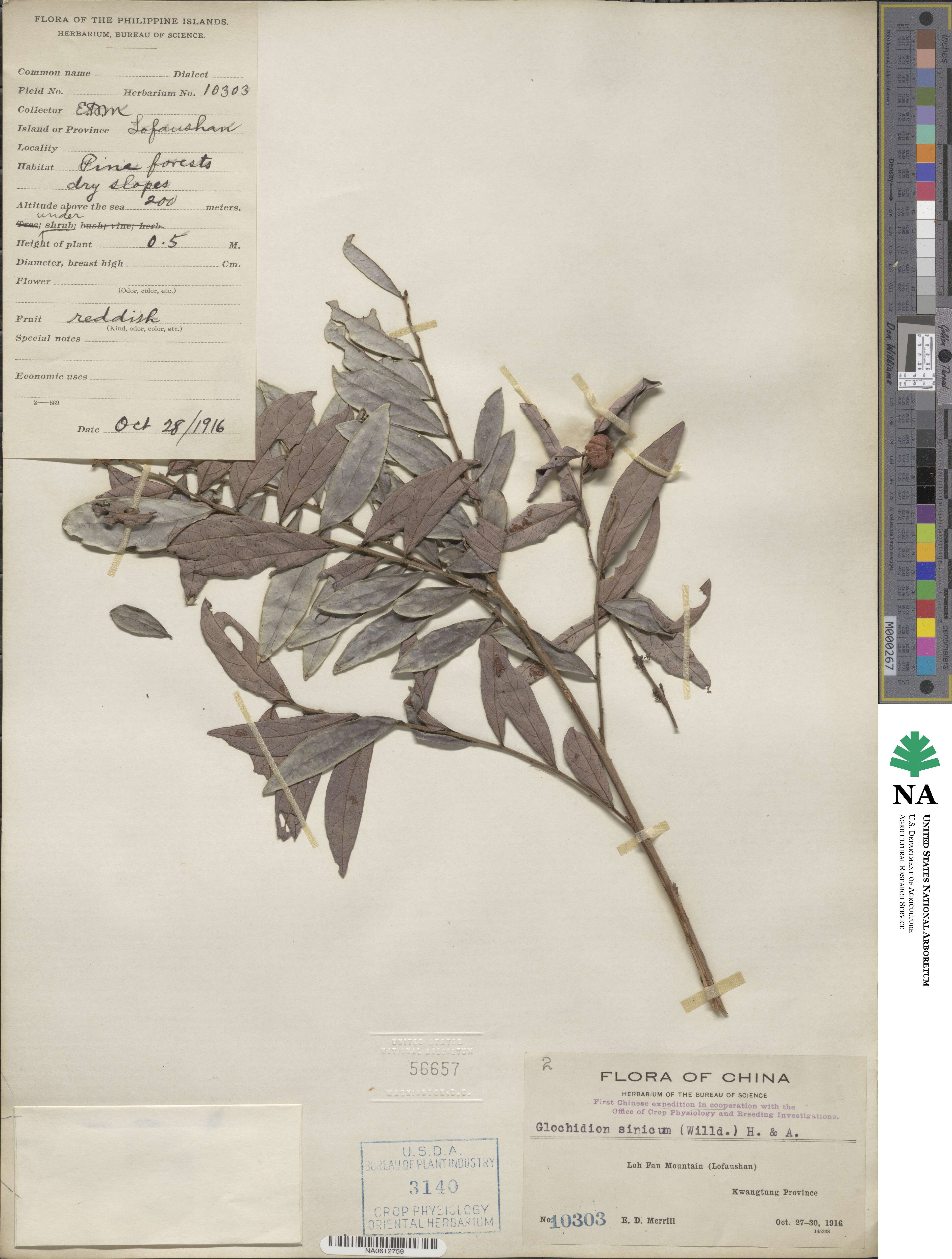 Glochidion puberum image