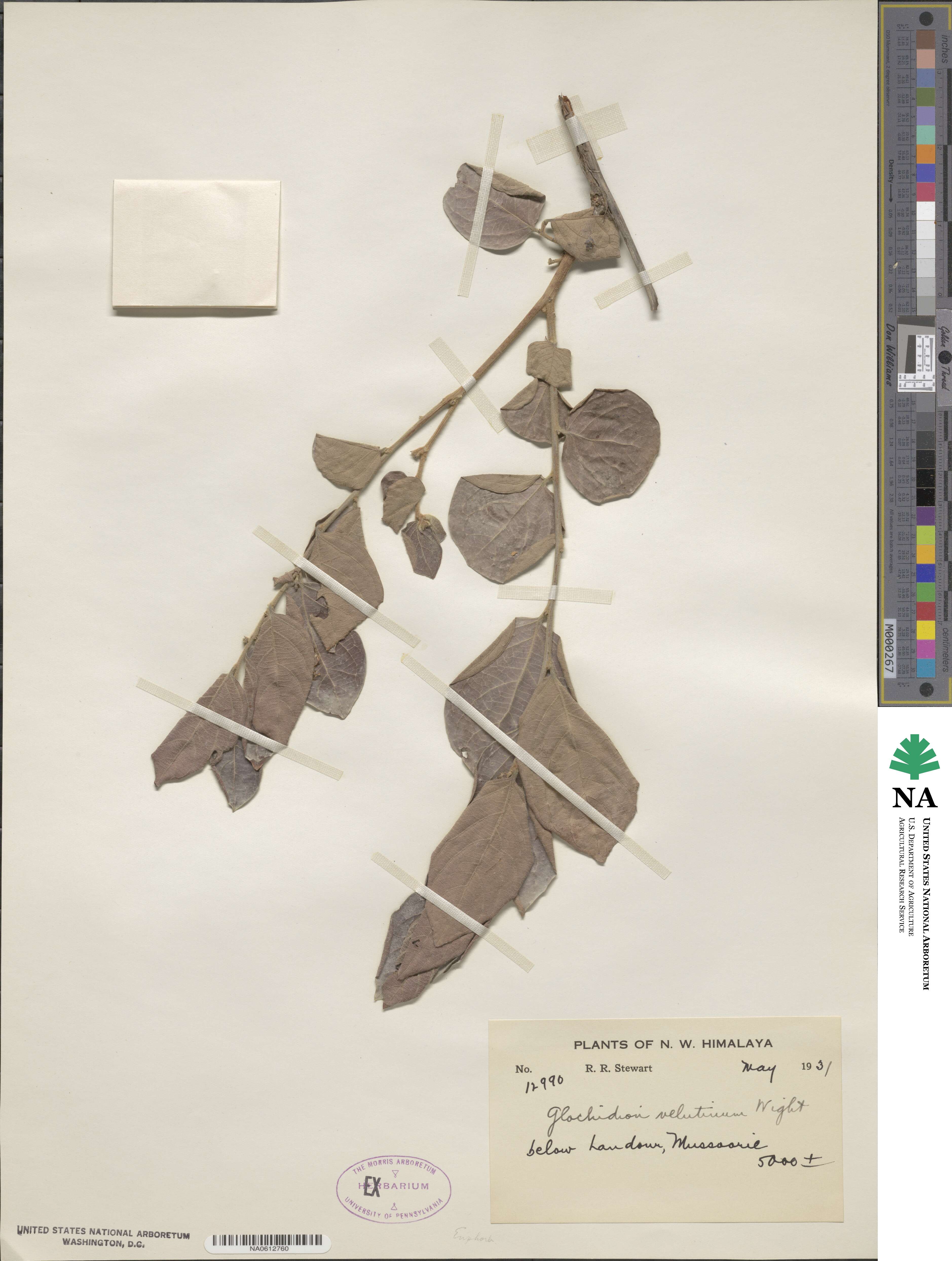 Glochidion heyneanum var. heyneanum image