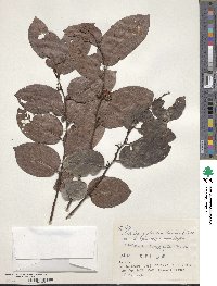 Glochidion zeylanicum image