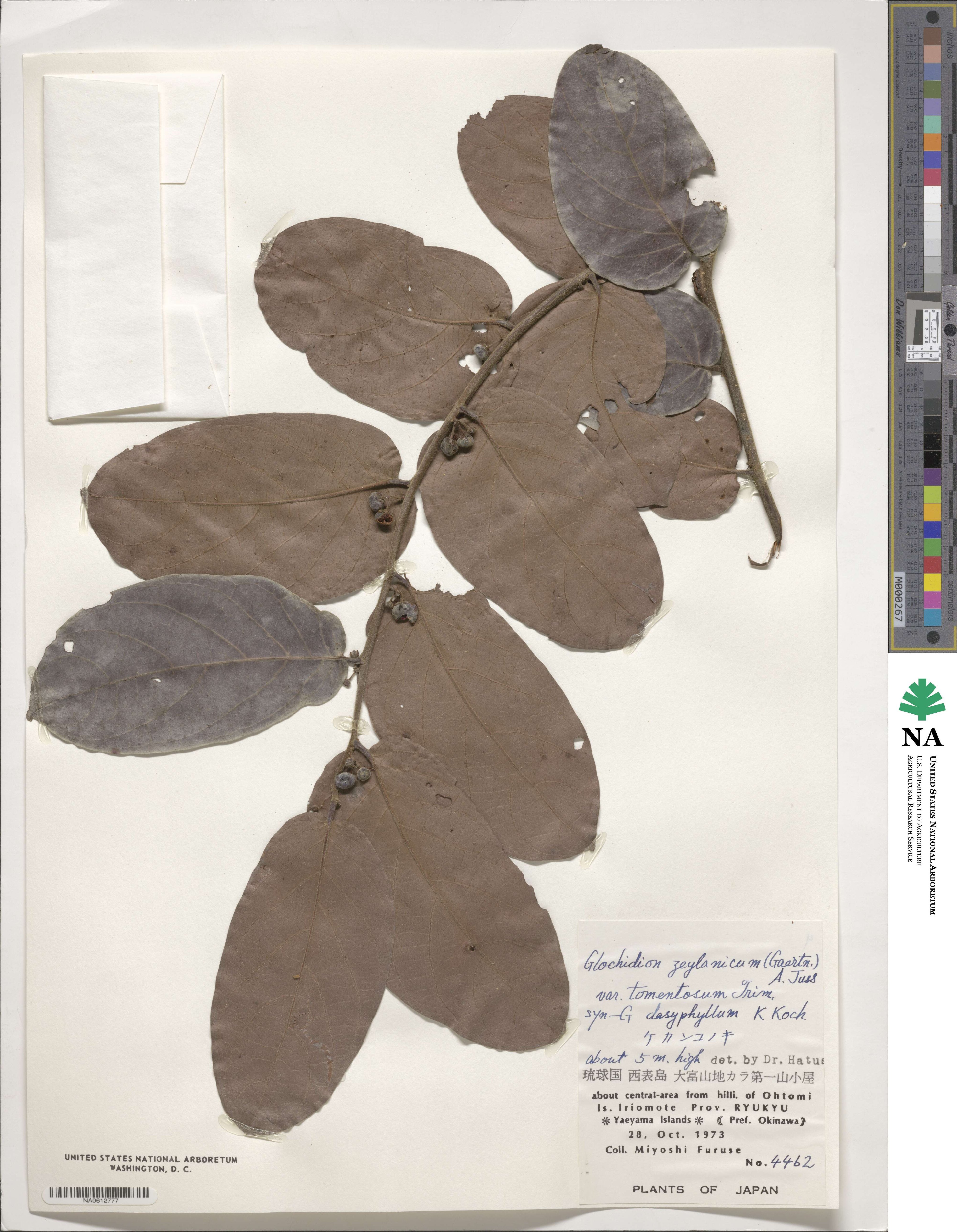 Glochidion zeylanicum var. tomentosum image
