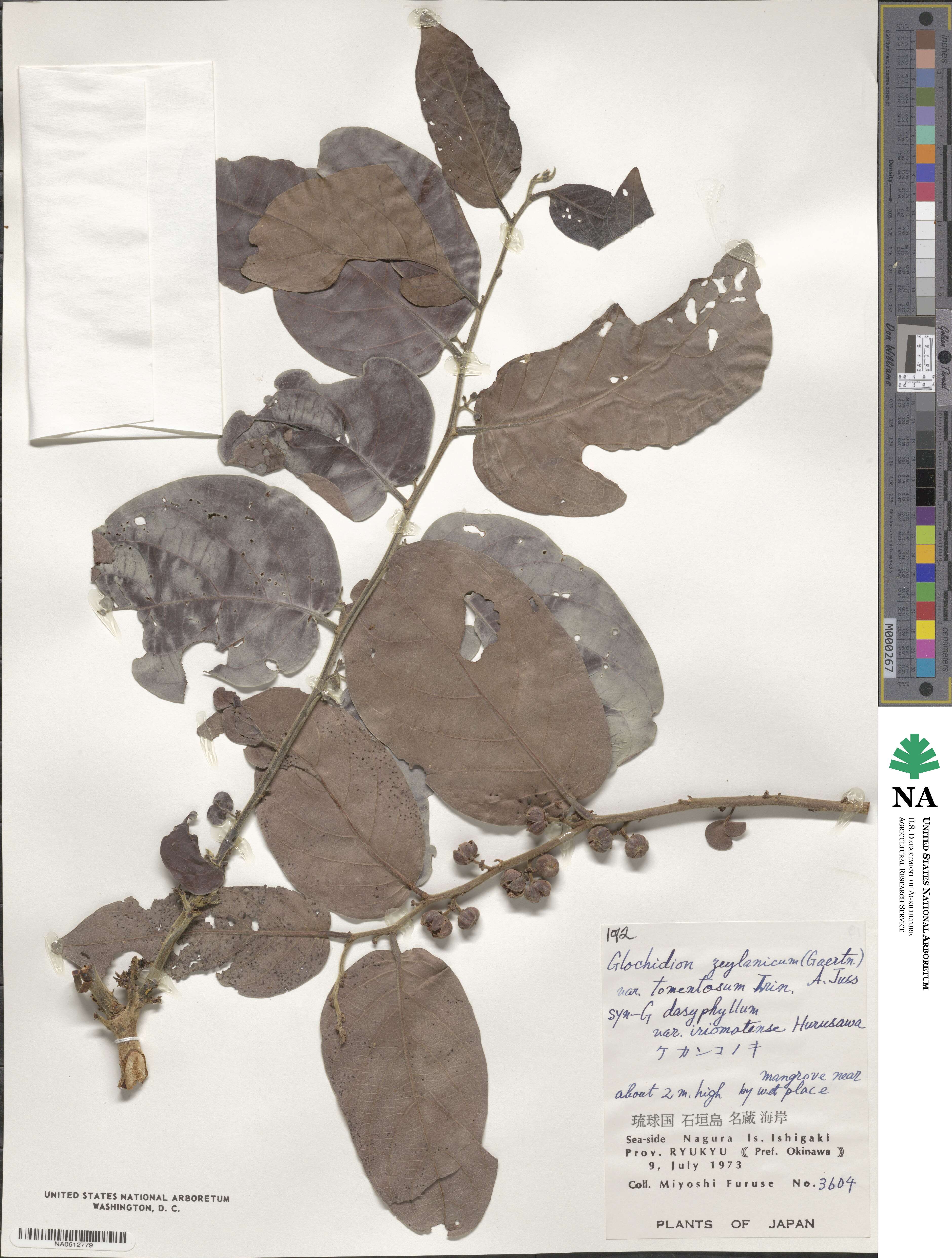 Glochidion zeylanicum var. tomentosum image