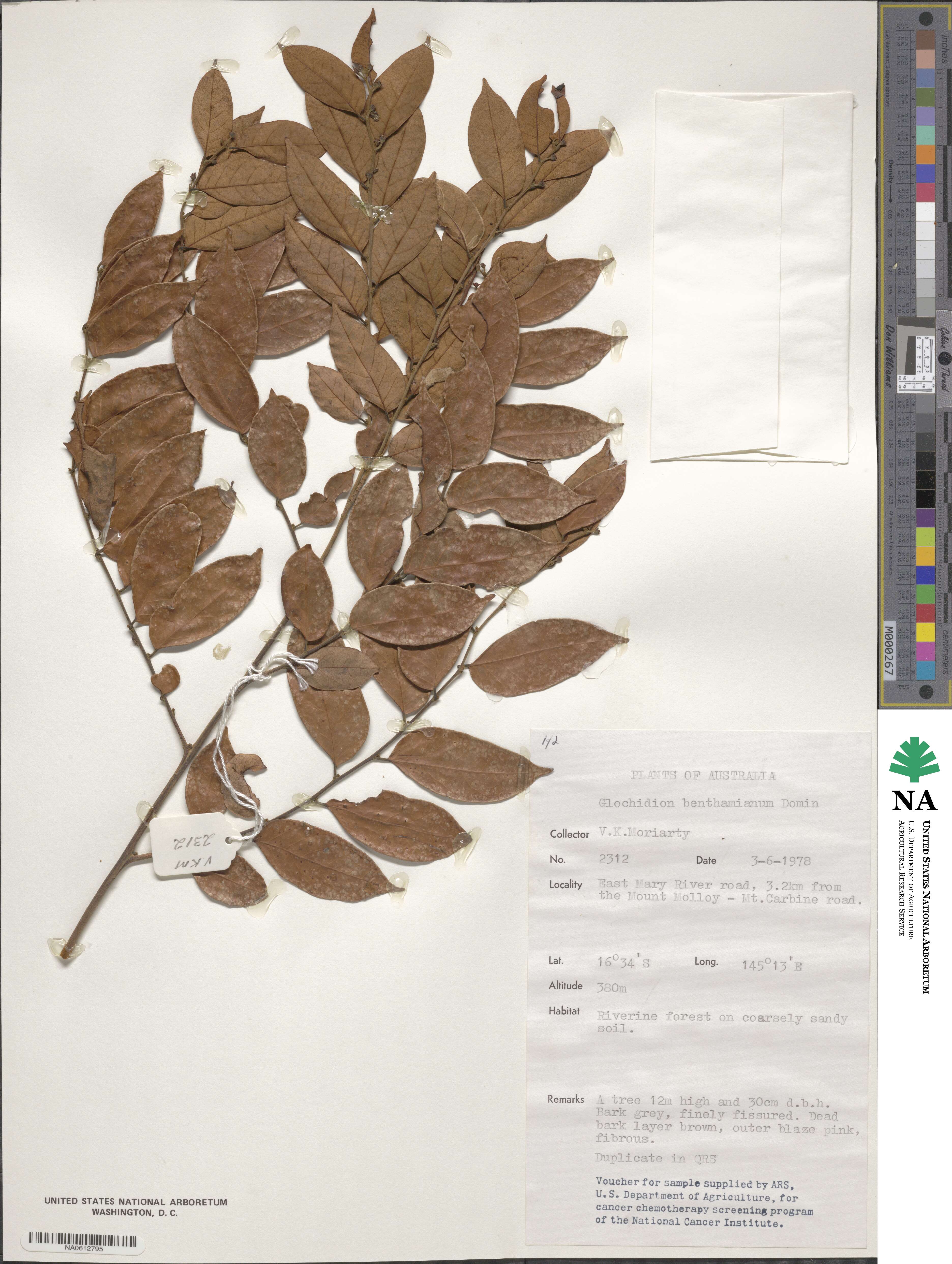 Glochidion benthamianum image