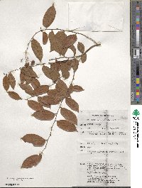 Glochidion benthamianum image