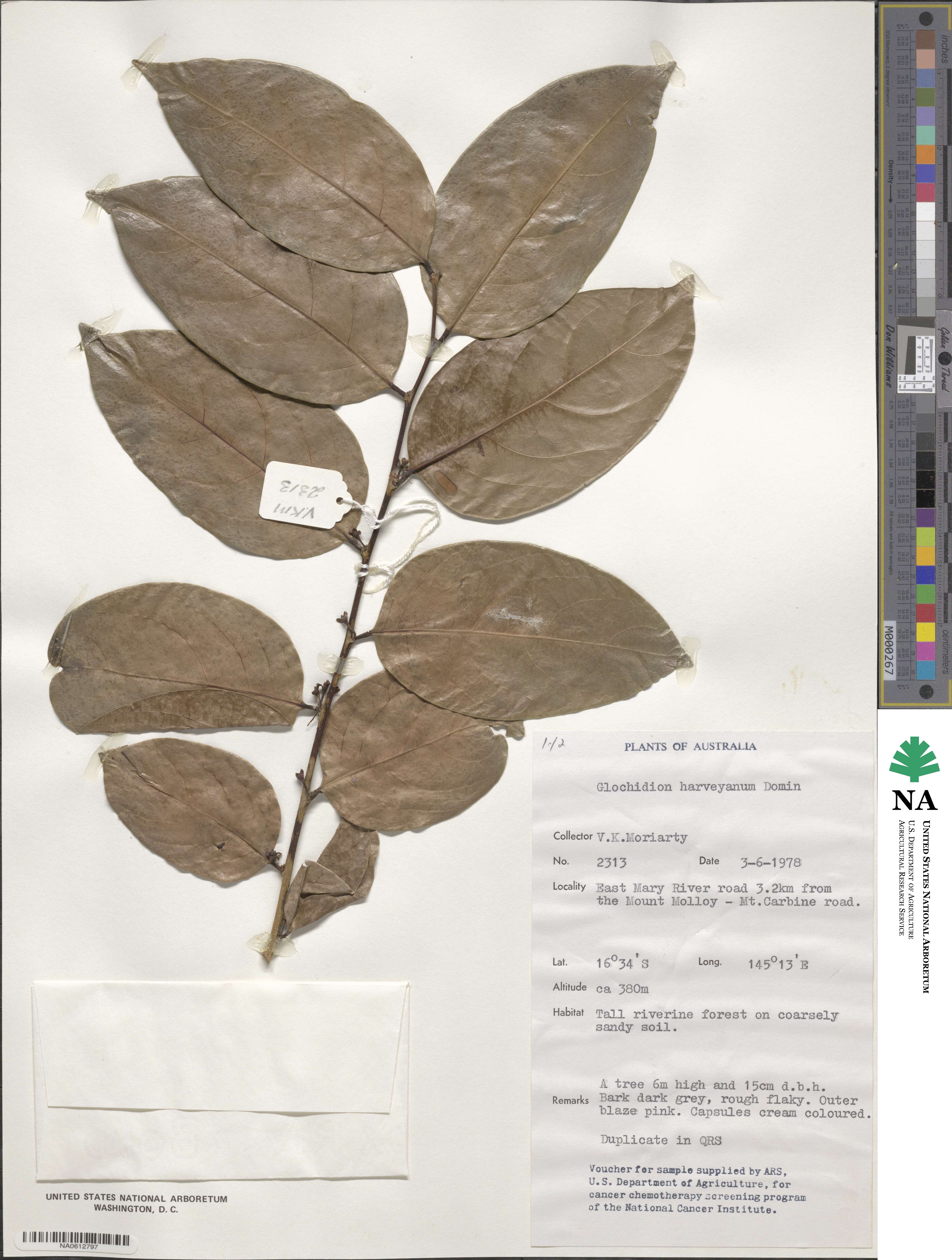 Glochidion harveyanum image