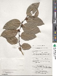 Glochidion harveyanum image