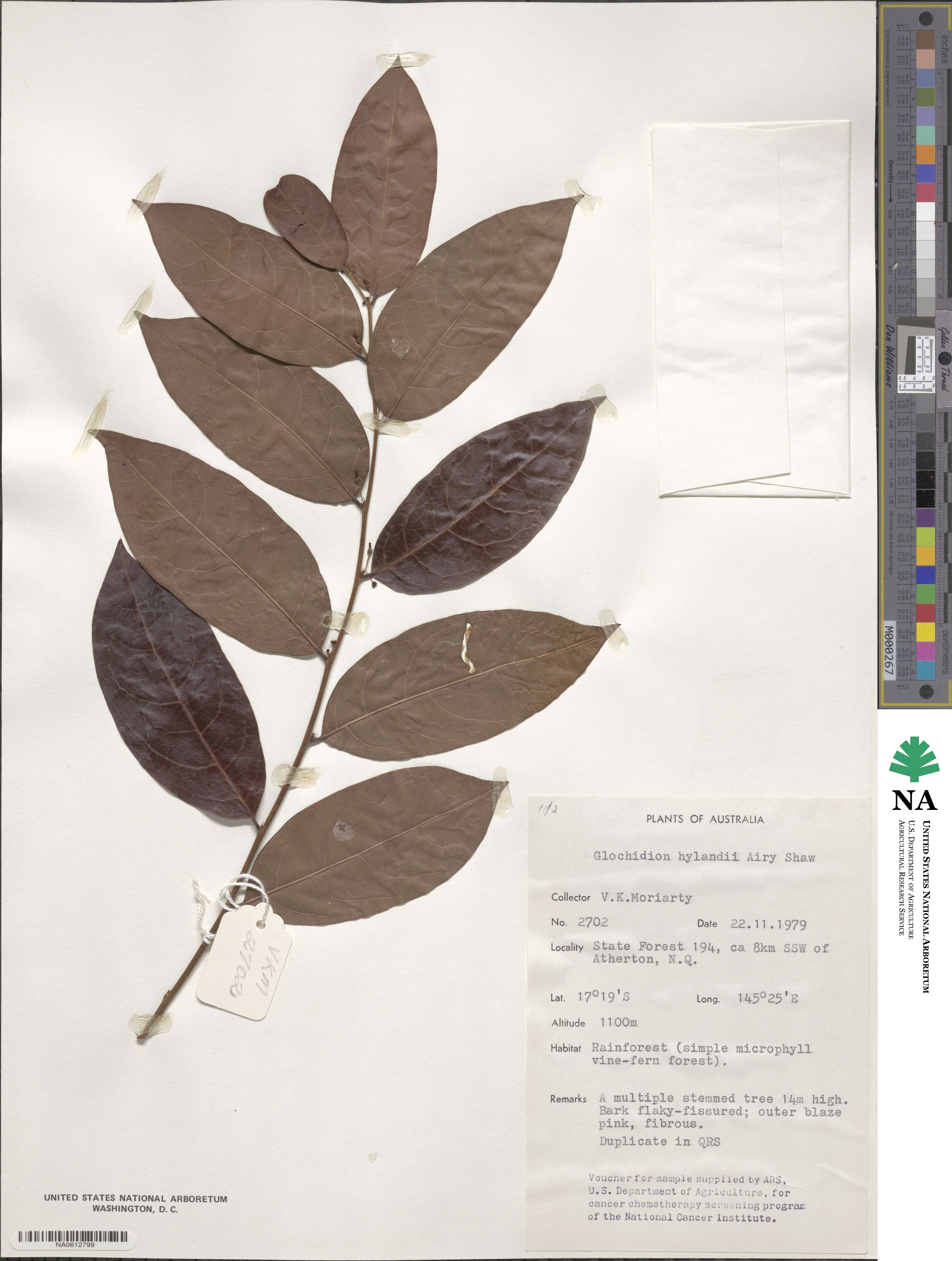Glochidion hylandii image