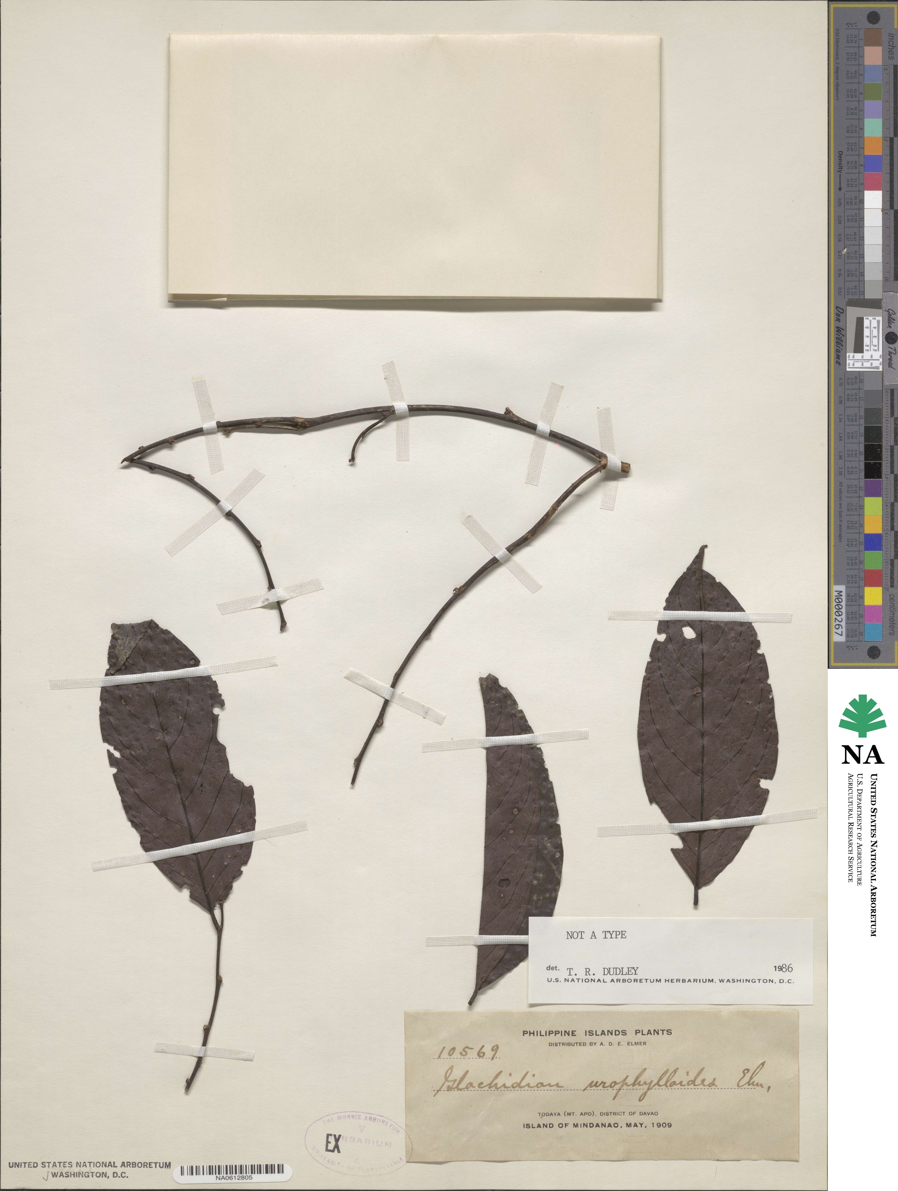 Glochidion urophylloides image