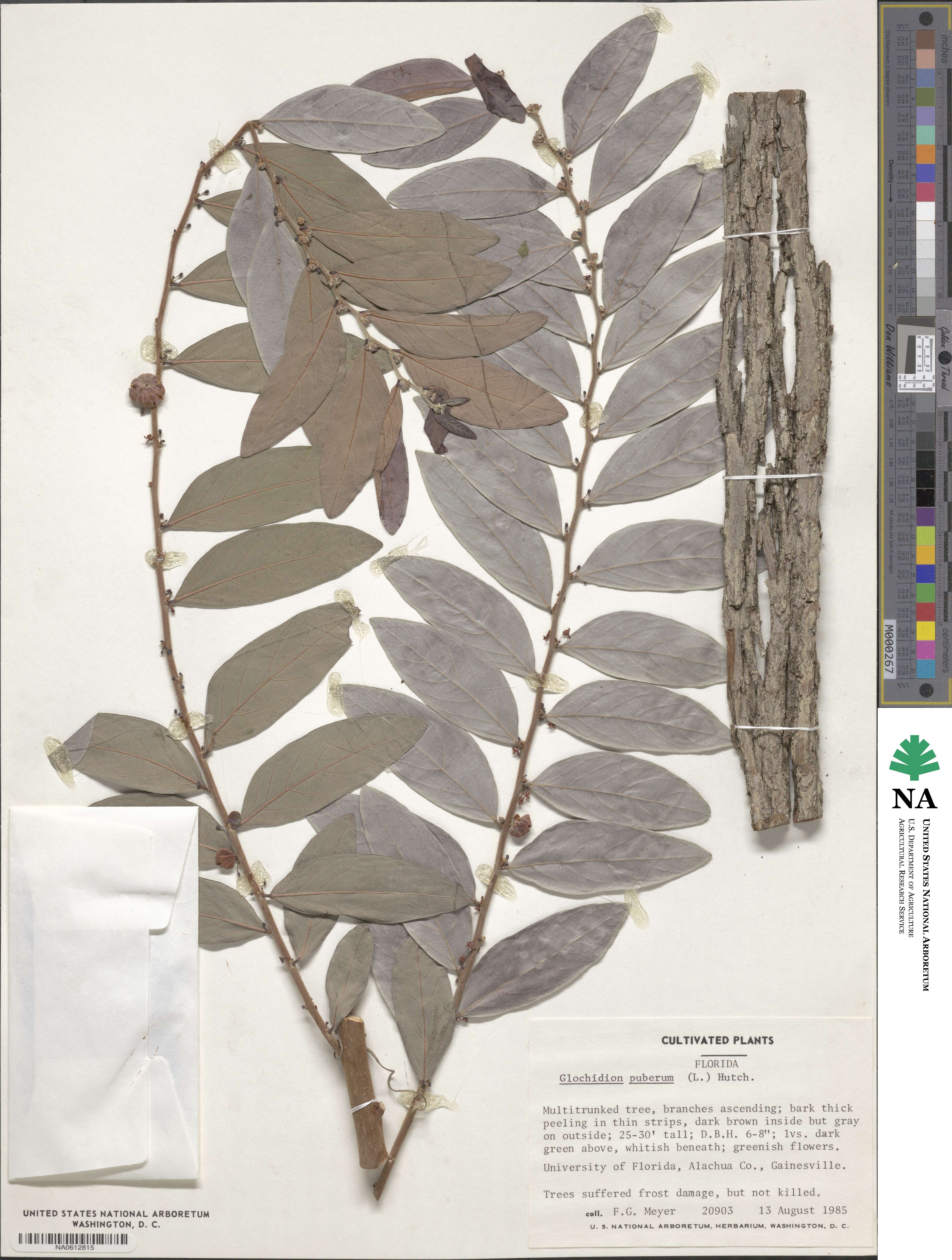 Glochidion puberum image