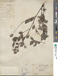 Breynia fruticosa image