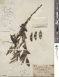 Breynia fruticosa image