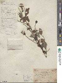 Breynia fruticosa image