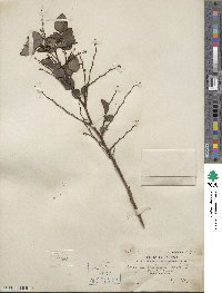 Breynia fruticosa image