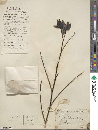 Breynia fruticosa image