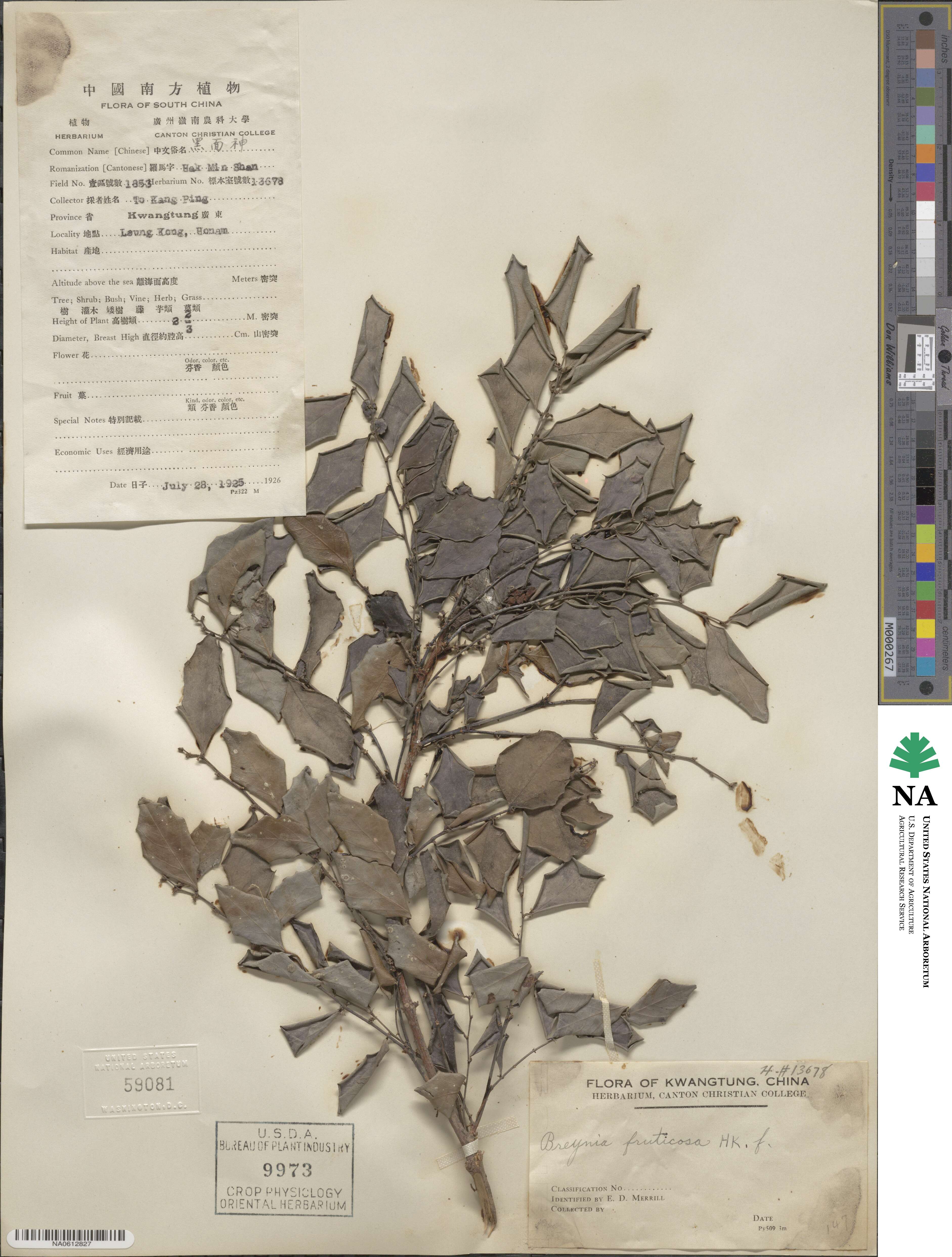 Breynia image