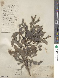 Breynia fruticosa image