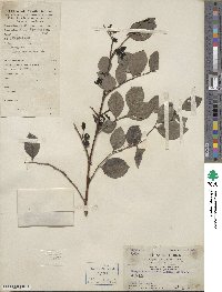 Breynia fruticosa image
