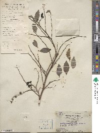 Breynia fruticosa image