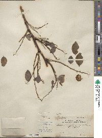 Breynia fruticosa image