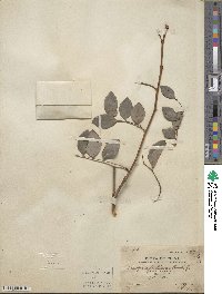 Breynia fruticosa image
