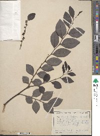 Breynia fruticosa image