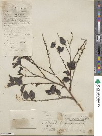 Breynia fruticosa image