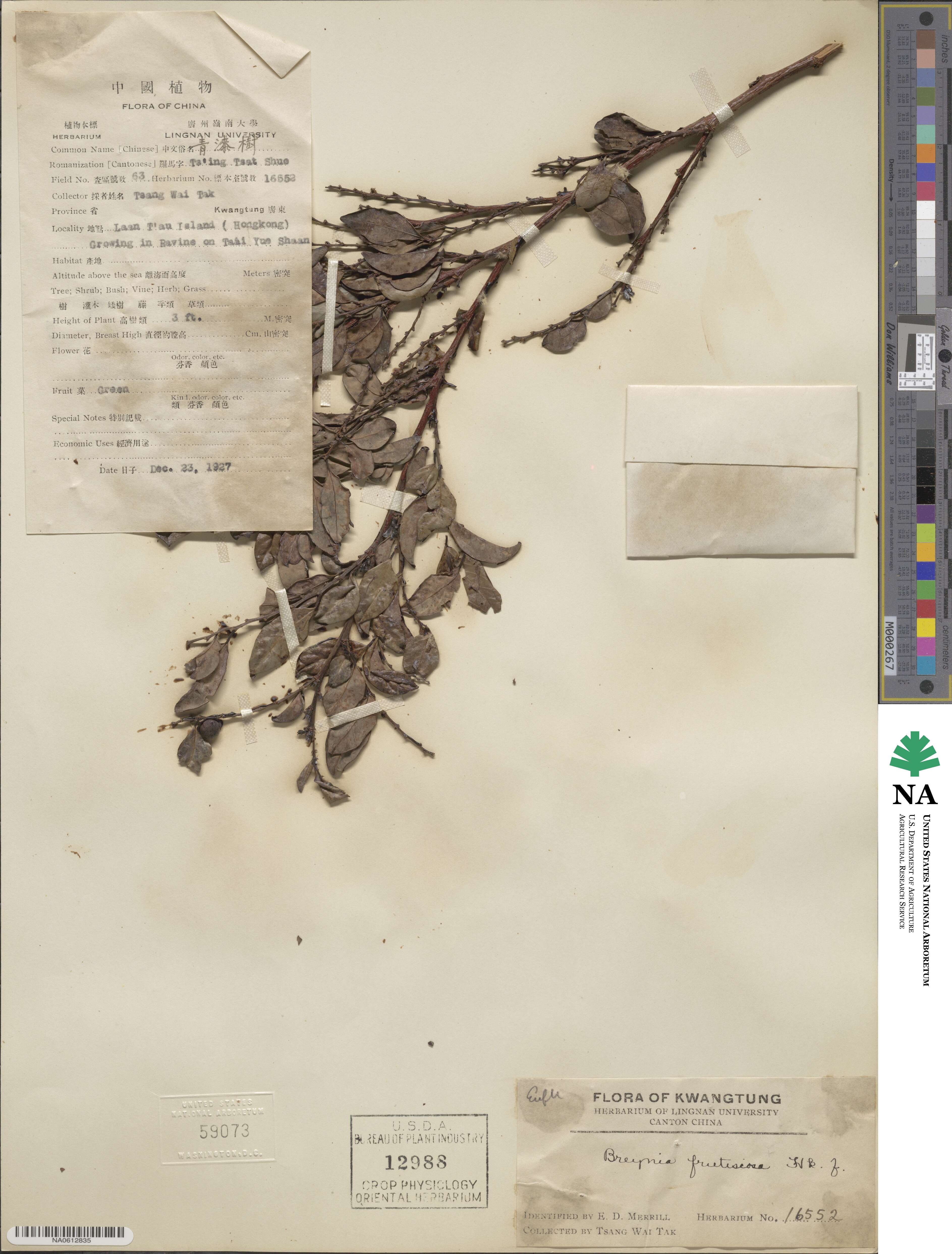 Breynia fruticosa image