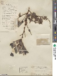 Breynia fruticosa image