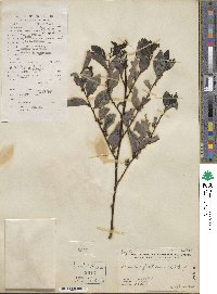 Breynia fruticosa image