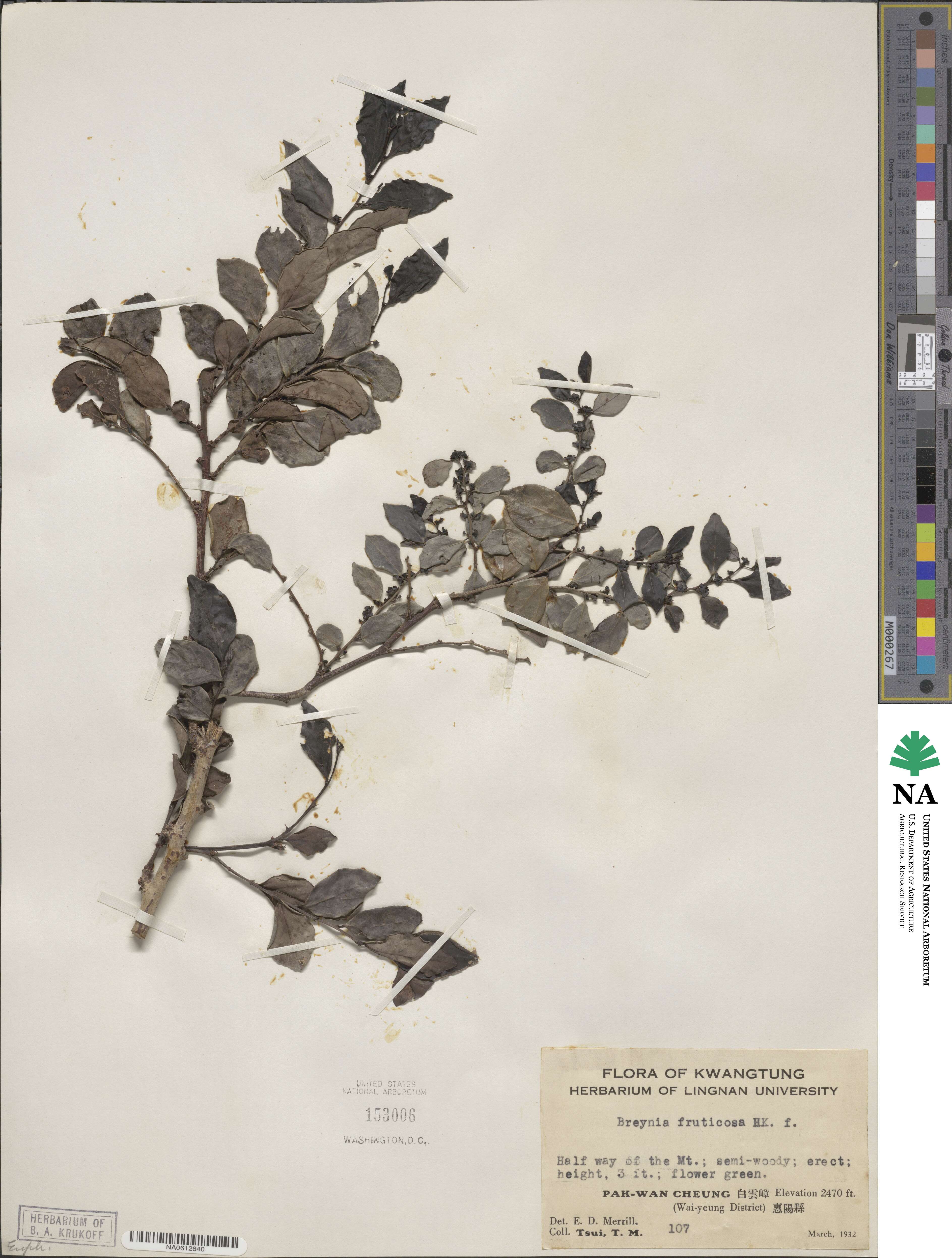 Breynia fruticosa image