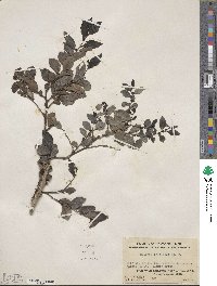 Breynia fruticosa image