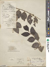 Breynia fruticosa image