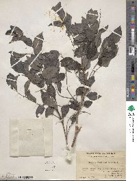 Breynia fruticosa image