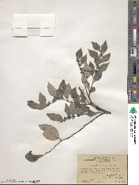 Breynia fruticosa image