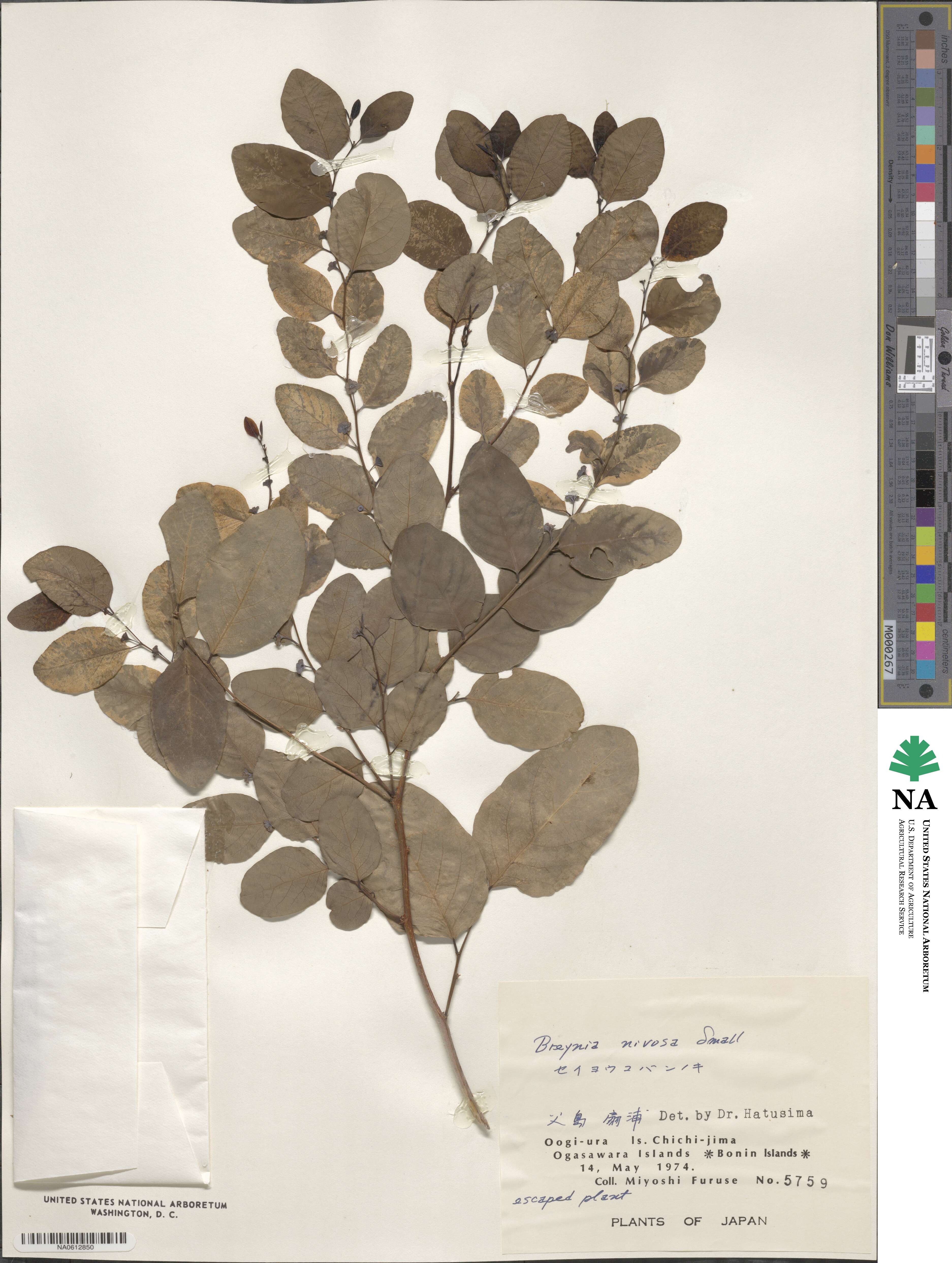Breynia disticha image