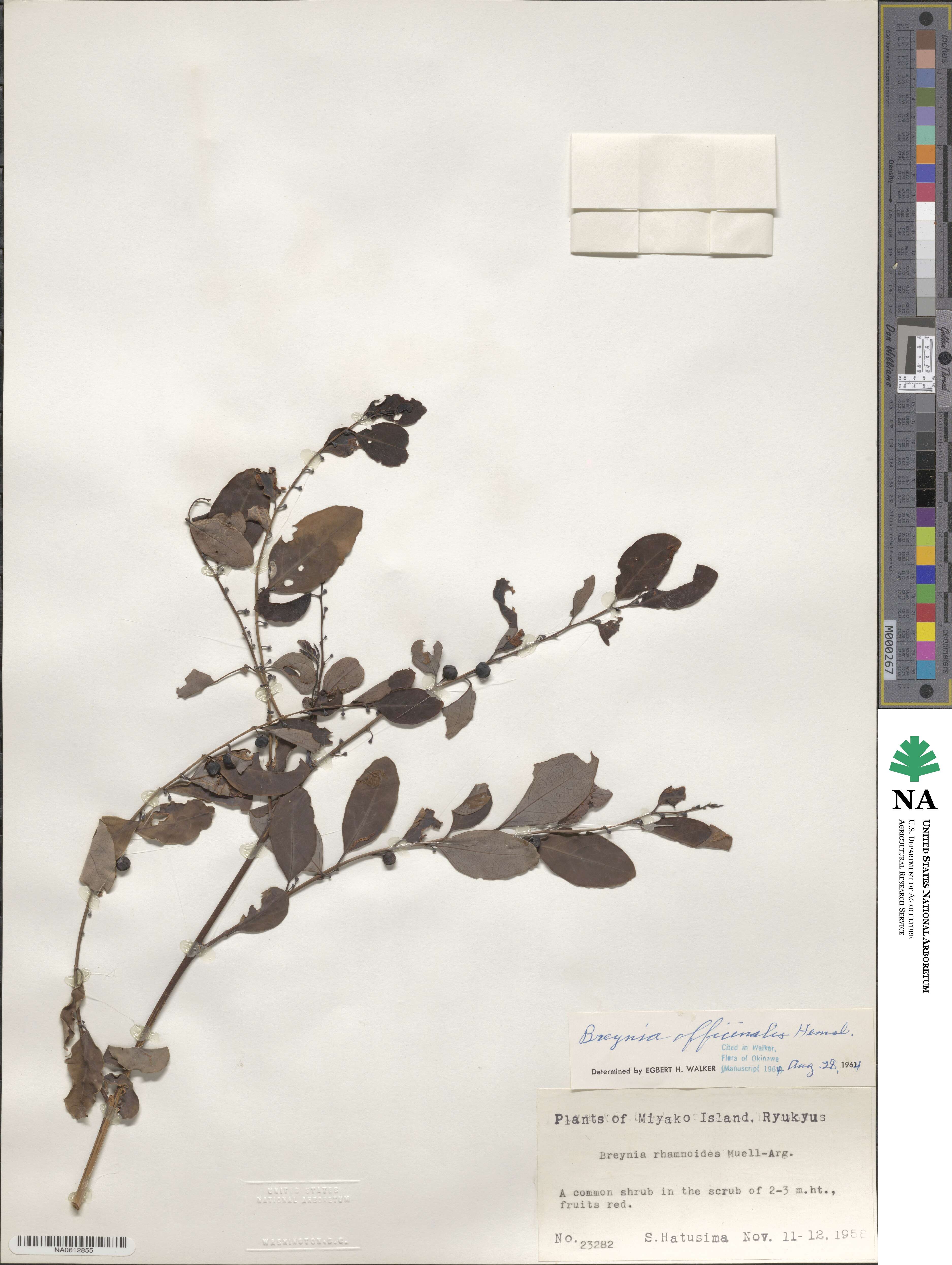 Breynia officinalis image