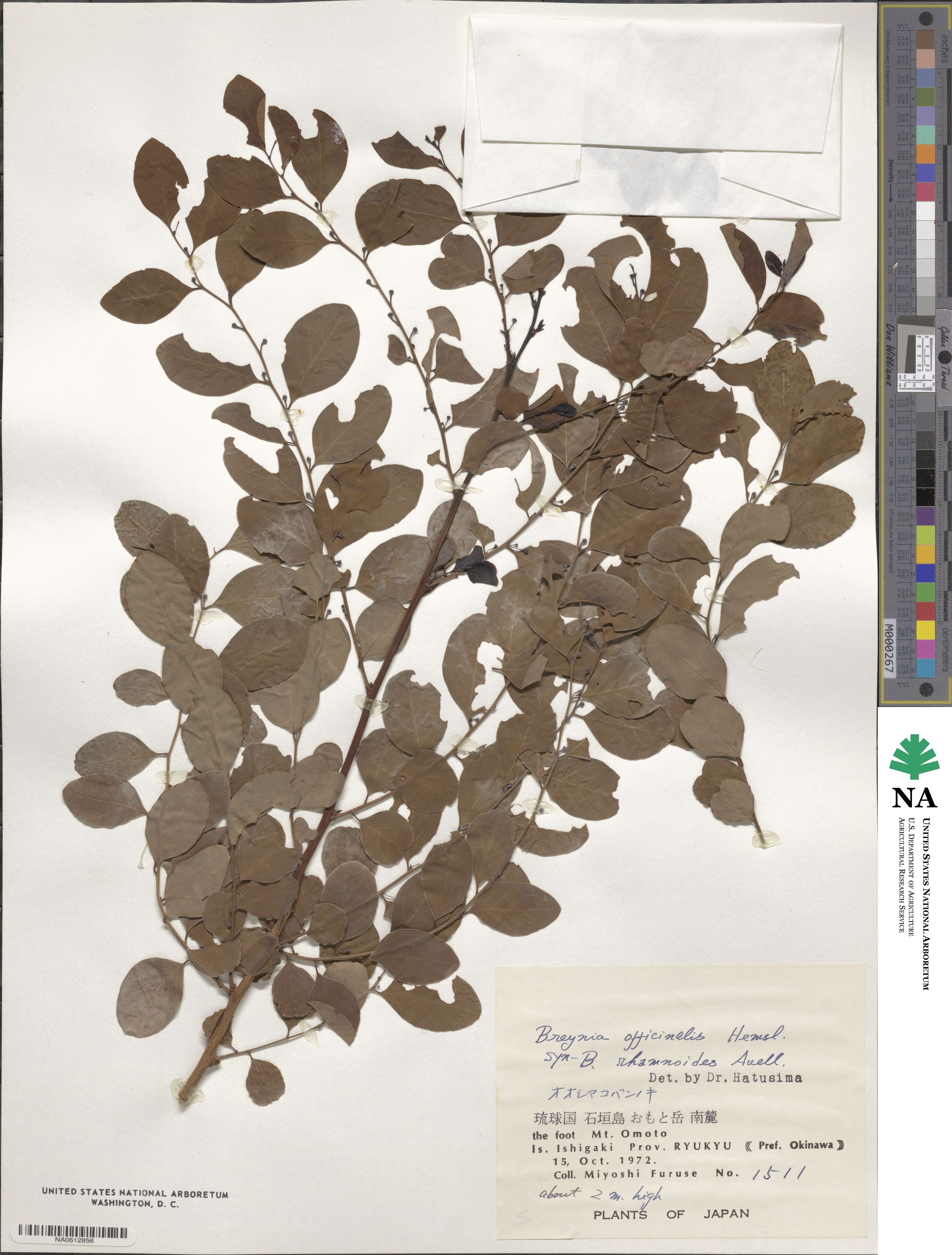 Breynia officinalis image