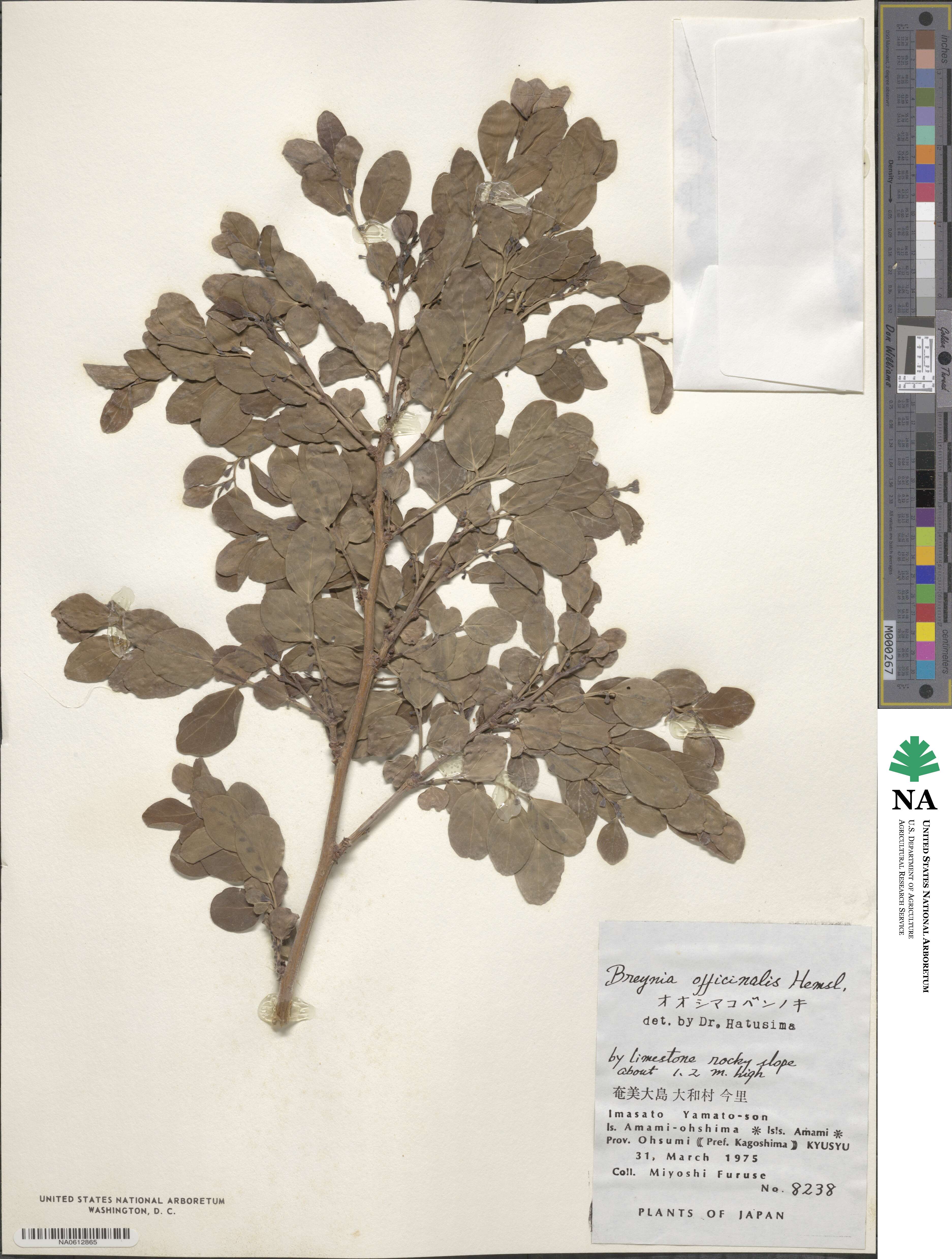 Breynia officinalis image
