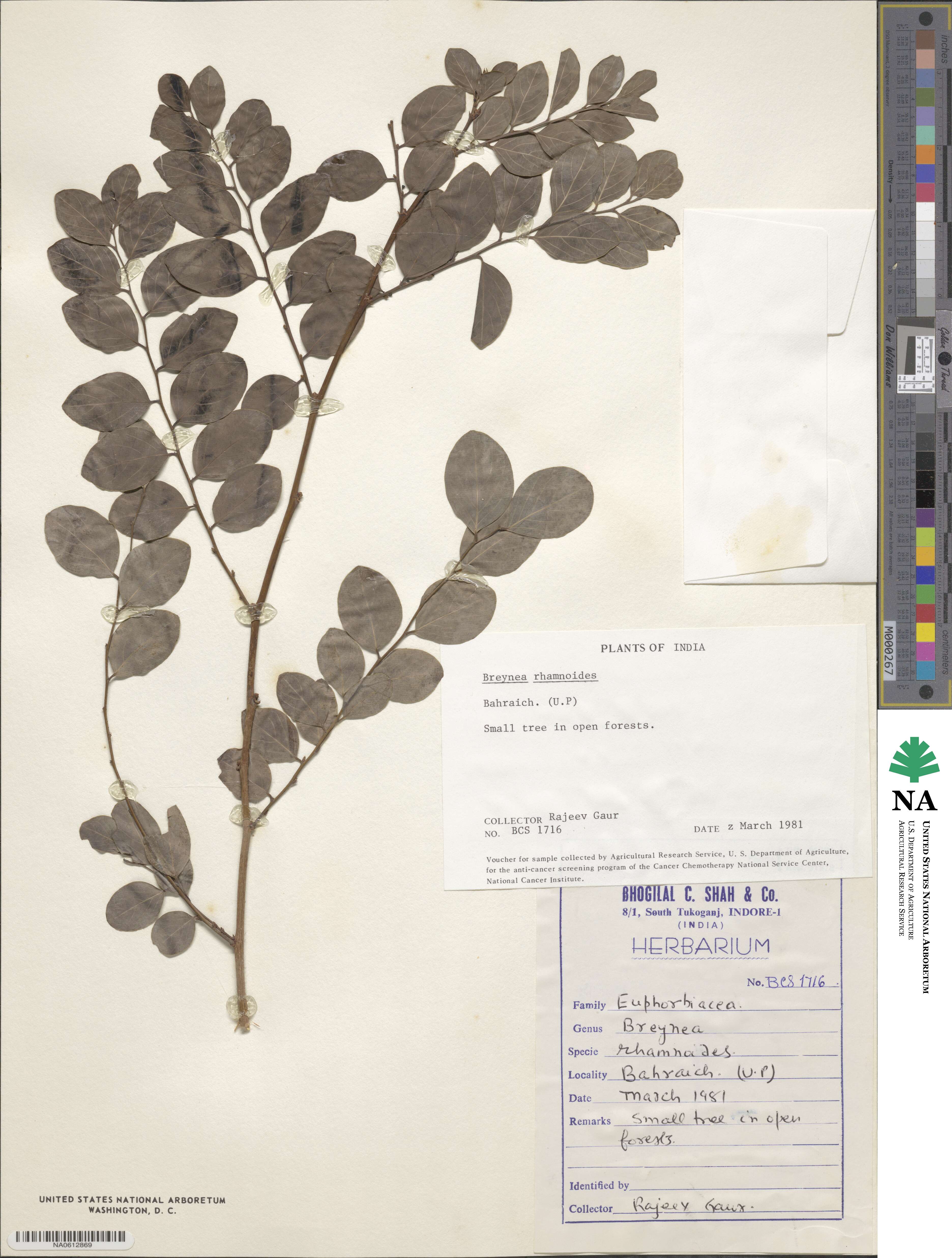 Breynia vitis-idaea image