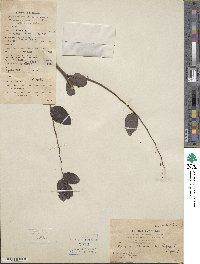 Breynia vitis-idaea image