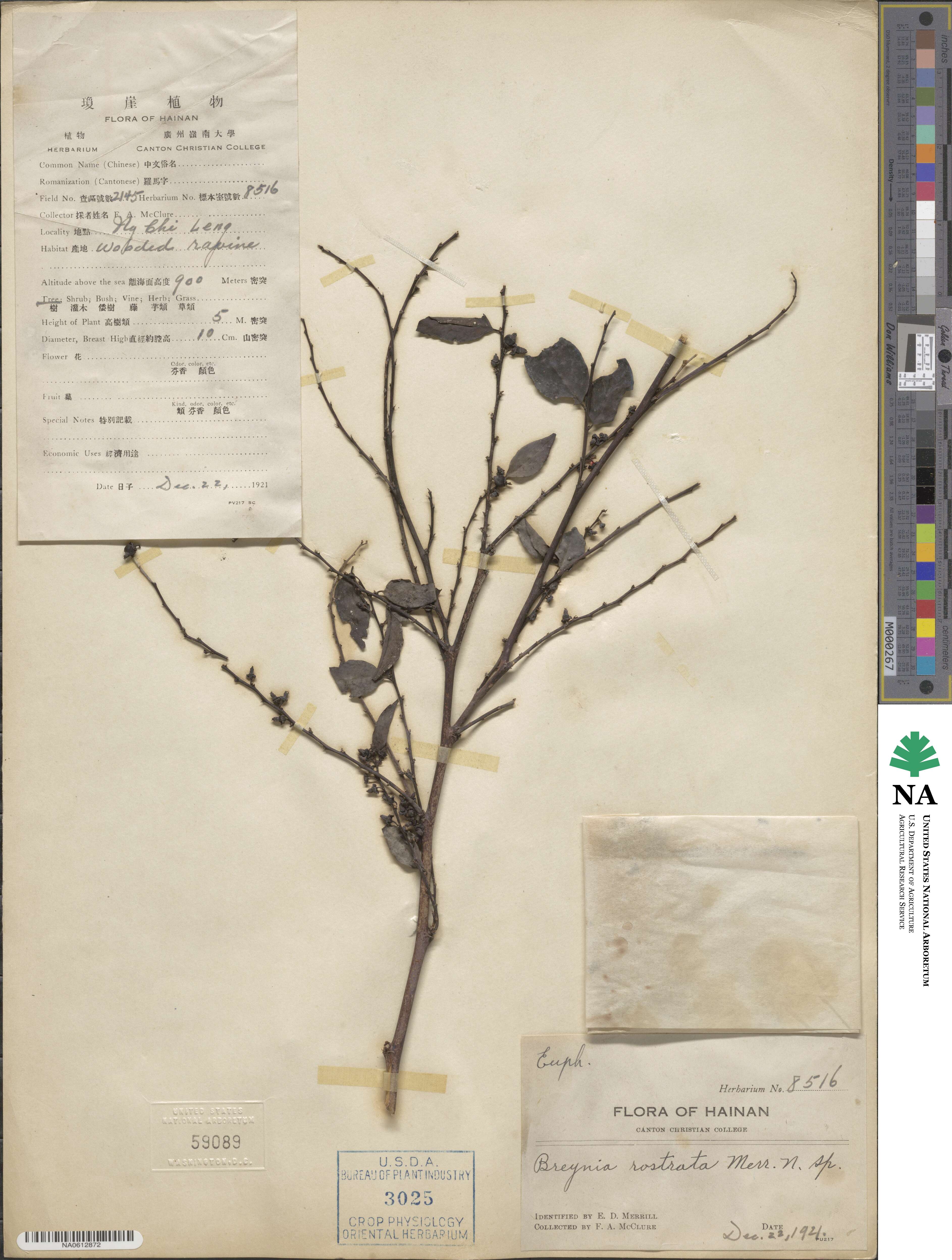 Breynia rostrata image