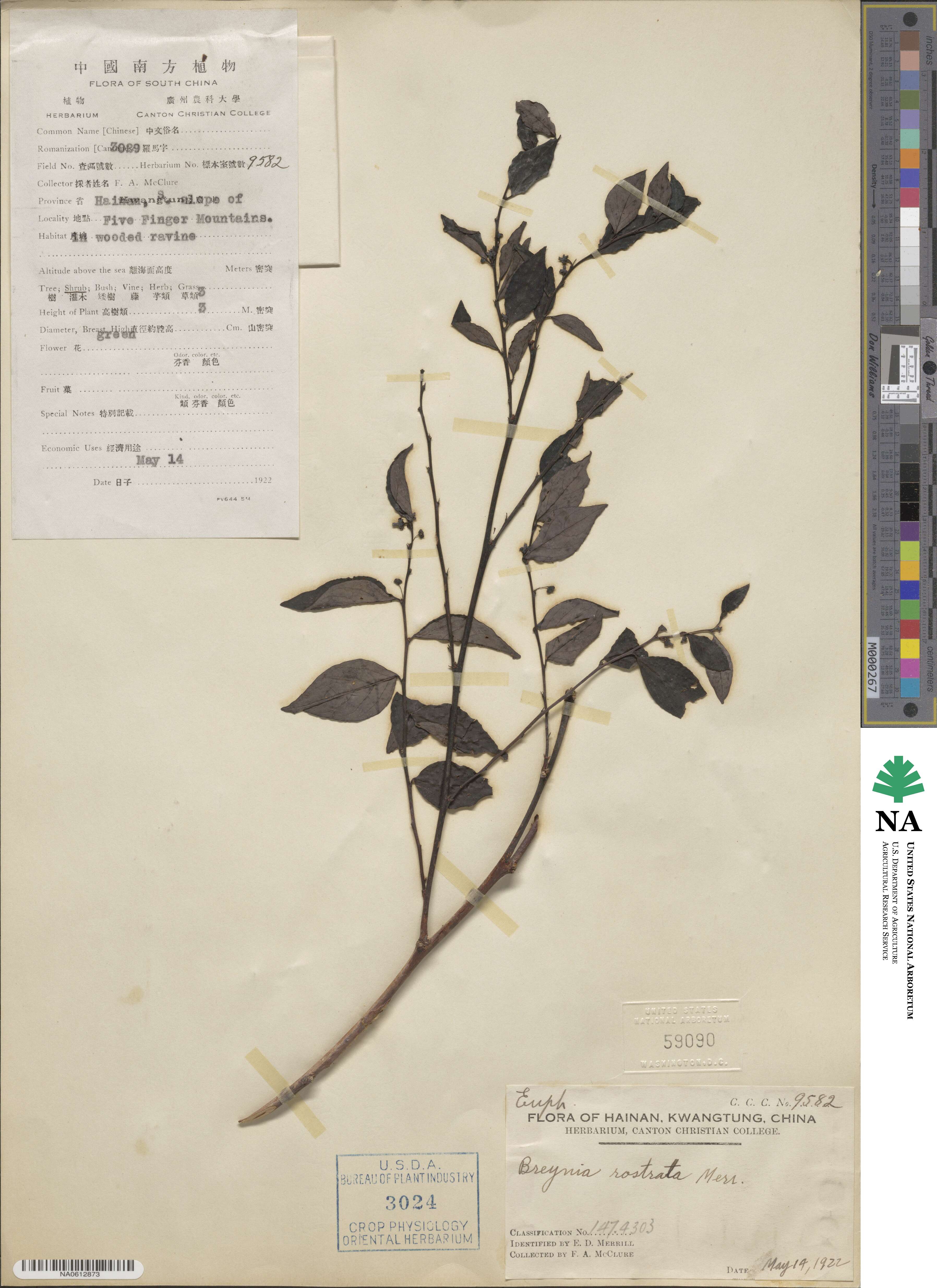 Breynia rostrata image