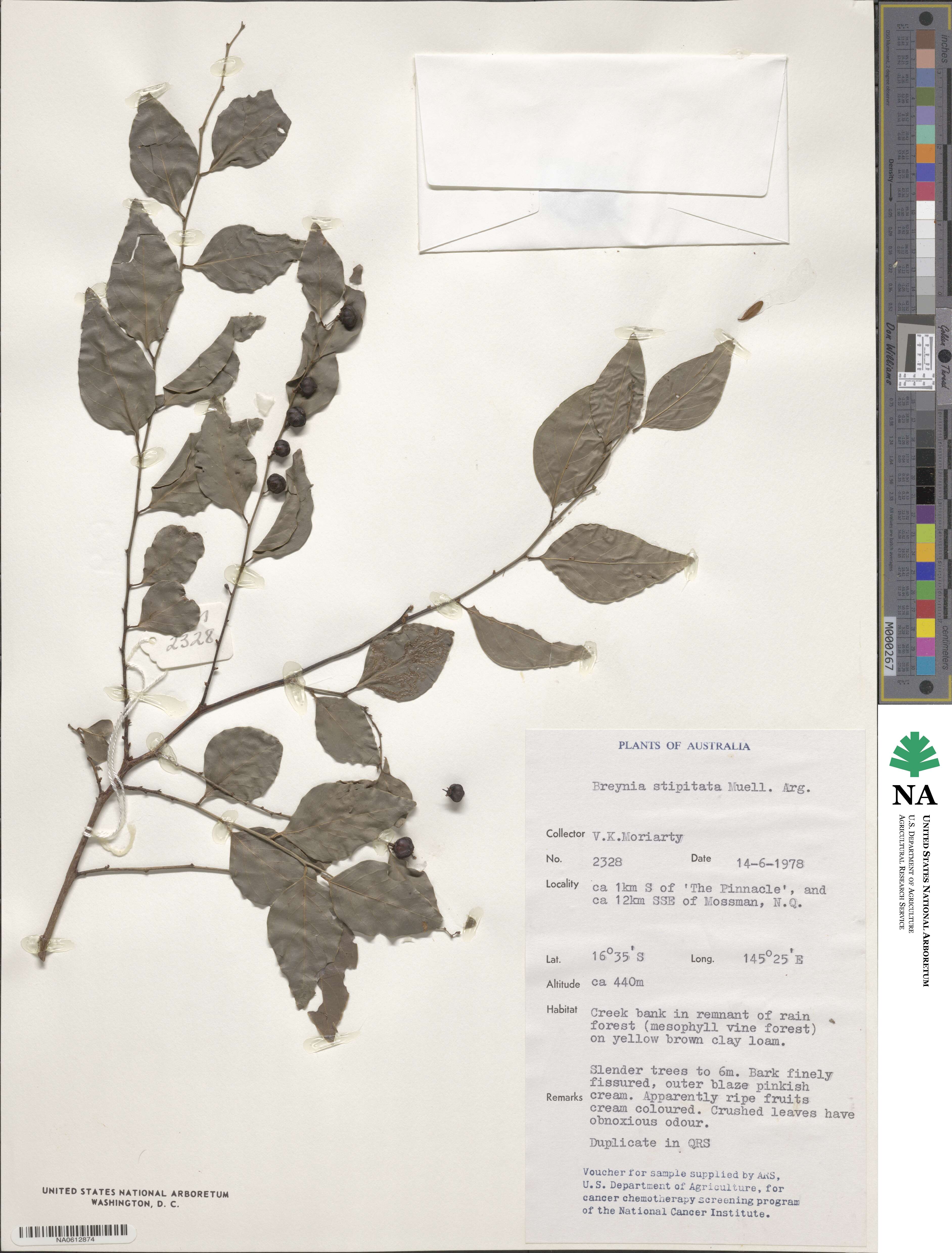 Breynia stipitata image