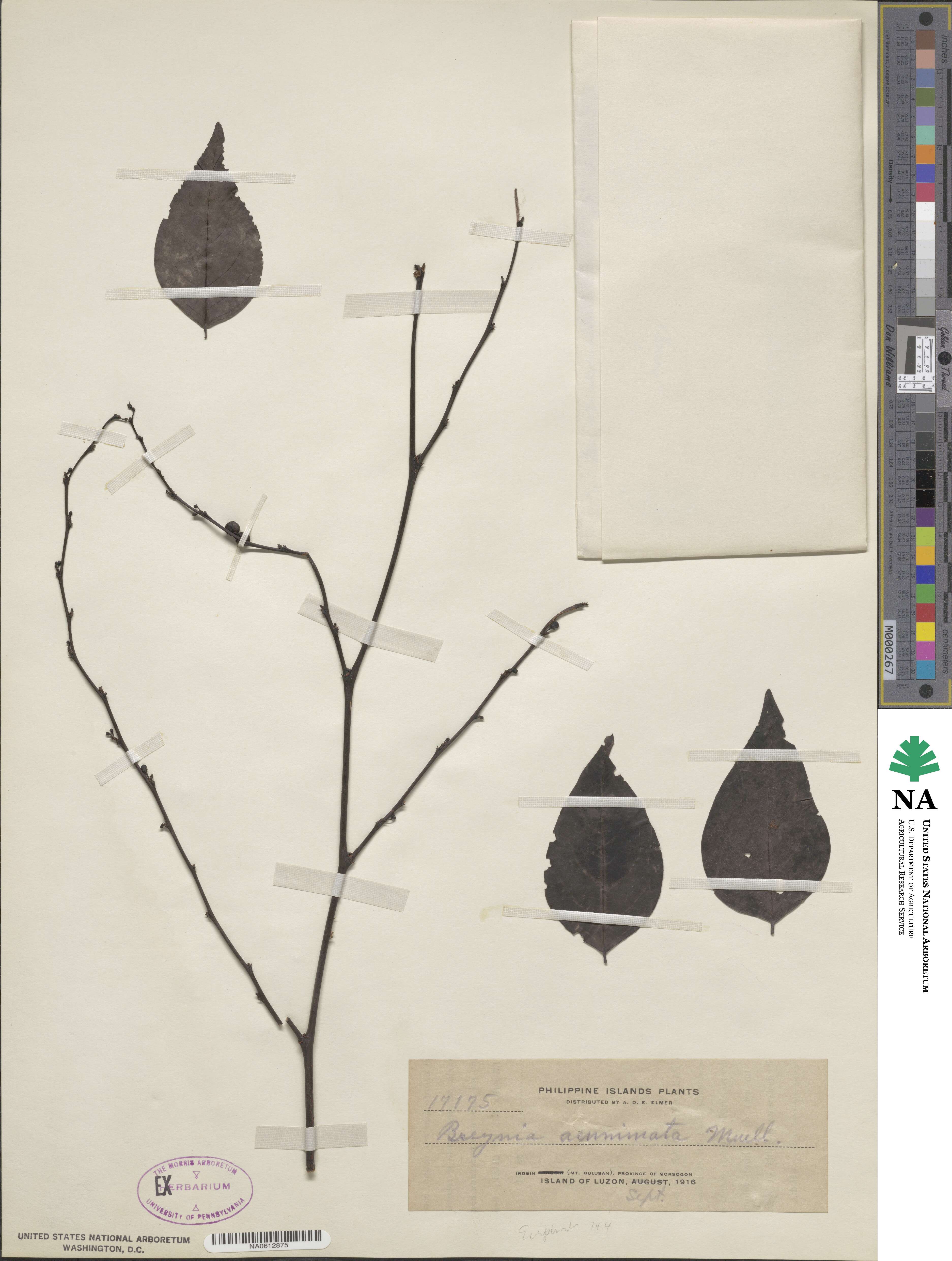 Breynia racemosa image